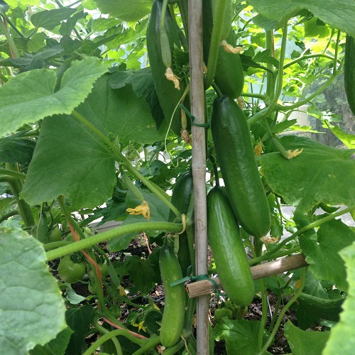 Mini Munch Cucumber Seeds – High-Yield, Crunchy & Sweet - Perfect for Snacking & Salads - Image 2