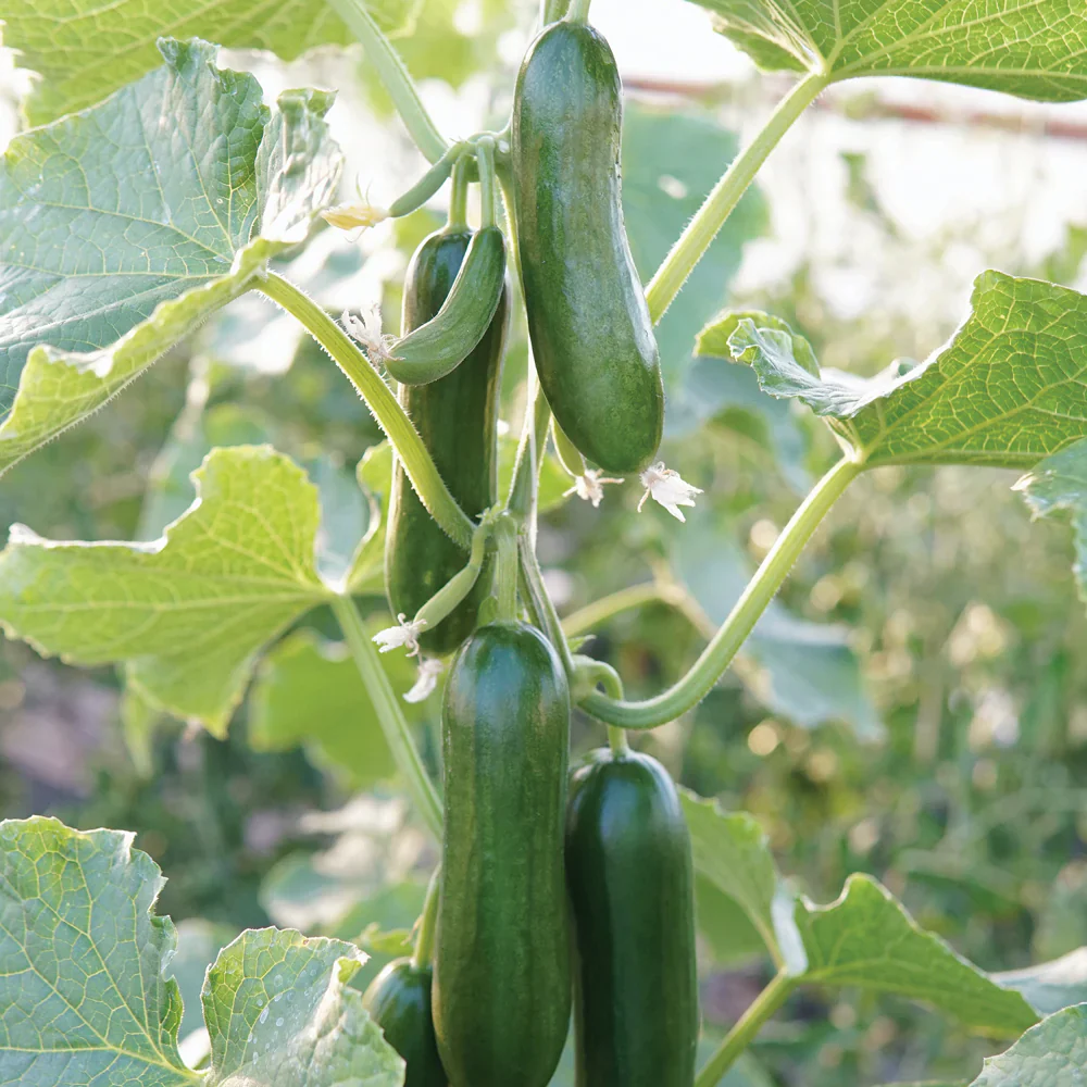 Mini Munch Cucumber Seeds – High-Yield, Crunchy & Sweet - Perfect for Snacking & Salads - Image 3