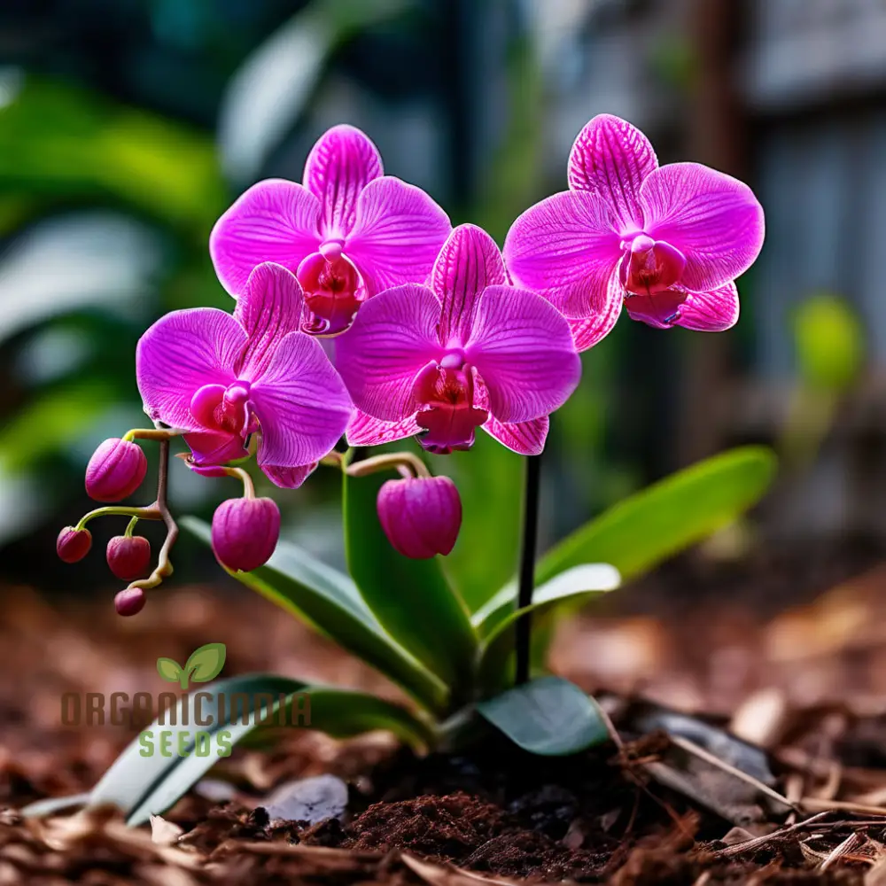 Mini Orchid Flower Seeds – Petite Indoor Blooming Variety for Pots, Terrariums, Balcony Gardens & Easy Home Growing