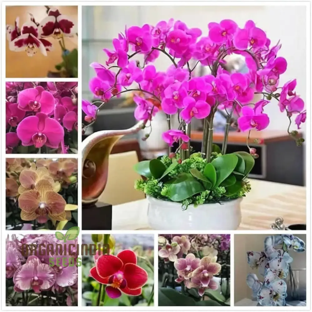 Mini Orchid Flower Seeds – Petite Indoor Blooming Variety for Pots, Terrariums, Balcony Gardens & Easy Home Growing - Image 3