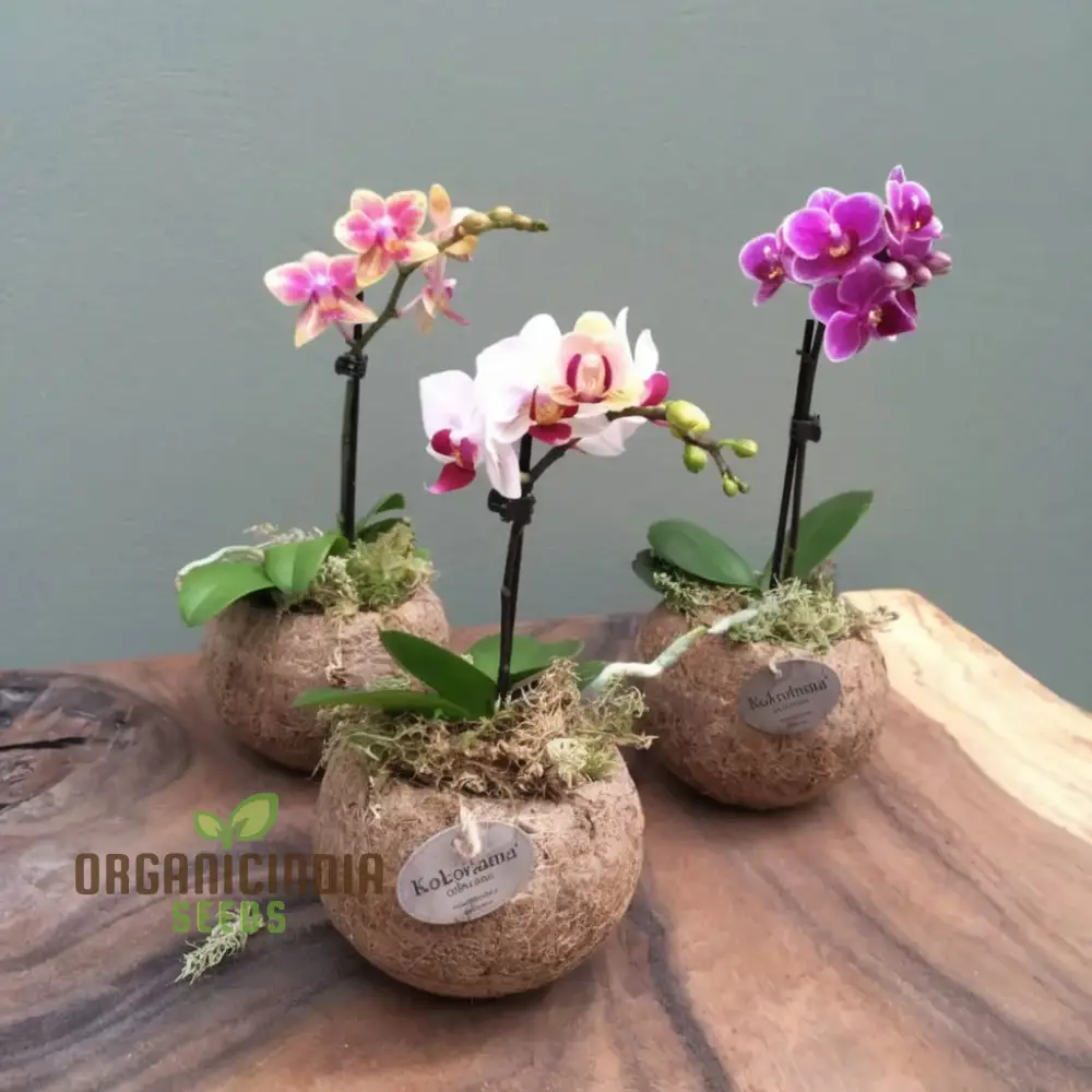 Mini Orchid Flower Seeds – Petite Indoor Blooming Variety for Pots, Terrariums, Balcony Gardens & Easy Home Growing - Image 4