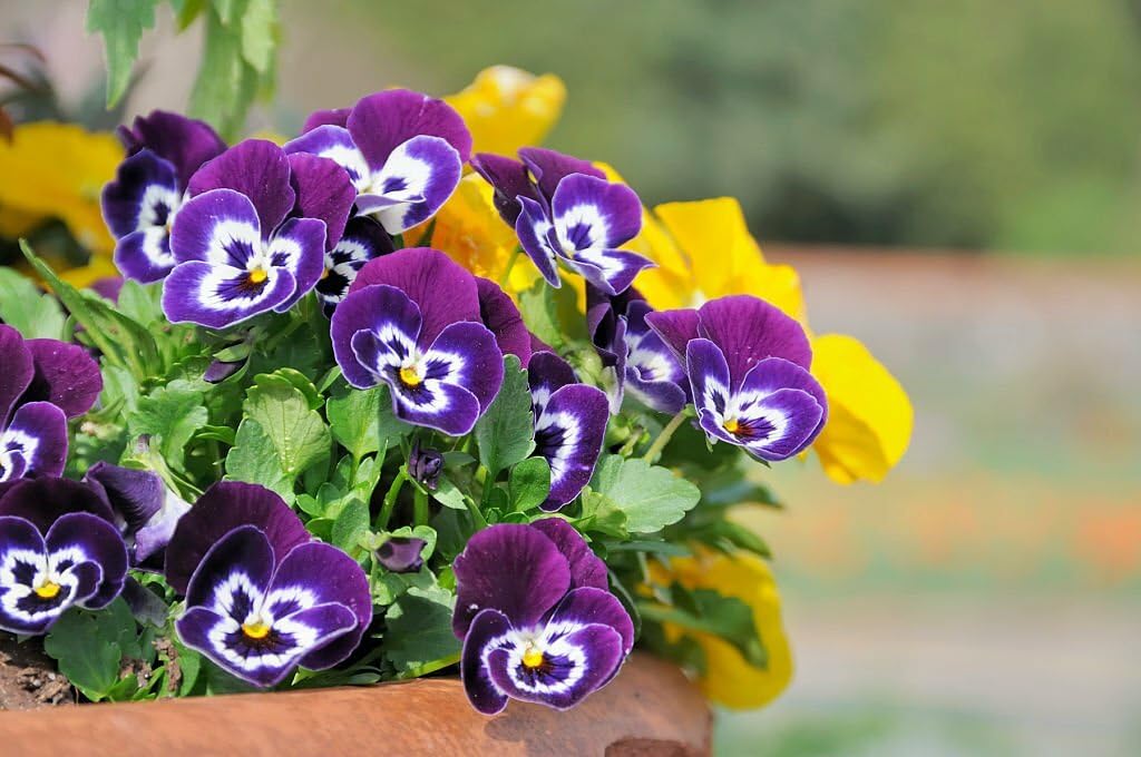 Mini Pansy Flower Seeds – Charming Petite Blooms for Delightful Garden Displays - Image 5