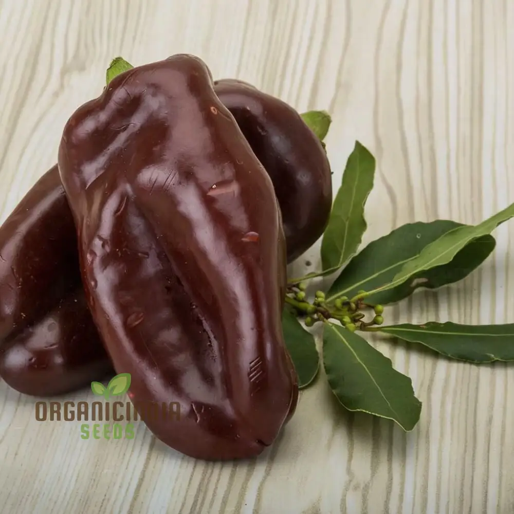 Mini Sweet Pepper Sweetonia Chocolate Vegetable Seeds, Compact Growth Perfect for Containers and Small Gardens - Image 3
