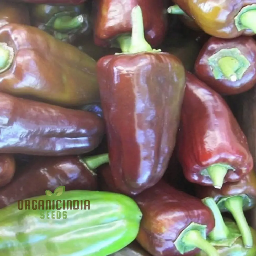 Mini Sweet Pepper Sweetonia Chocolate Vegetable Seeds, Compact Growth Perfect for Containers and Small Gardens - Image 4