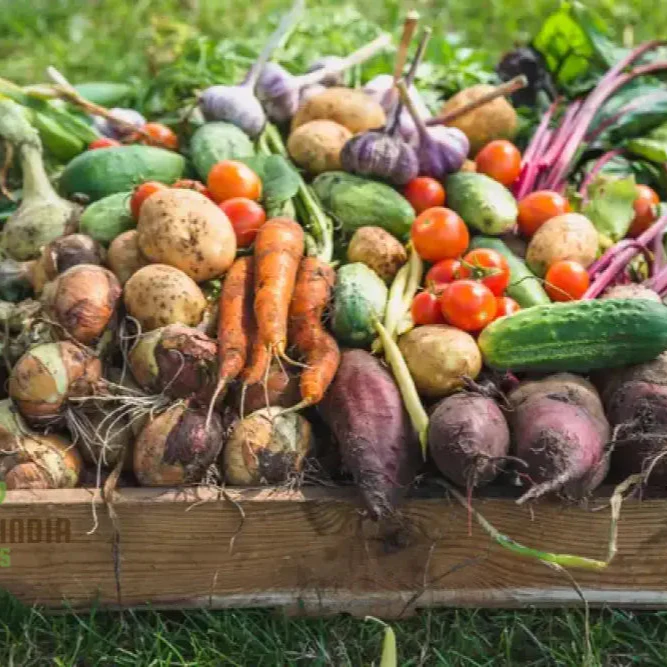 Mini Veg Patch Seeds Elevate Your Gardening Experience with a Bounty of Fresh, Homegrown Vegetables! - Image 3