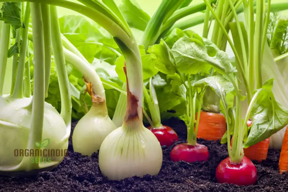 Mini Veg Patch Seeds Elevate Your Gardening Experience with a Bounty of Fresh, Homegrown Vegetables! - Image 4