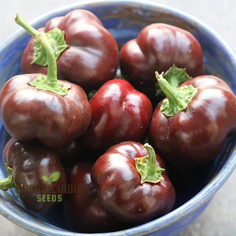 Miniature Chocolate Bell Pepper Vegetable Seeds, Premium Quality for Home Gardening, Shop Exquisite Garden Seeds - Image 3