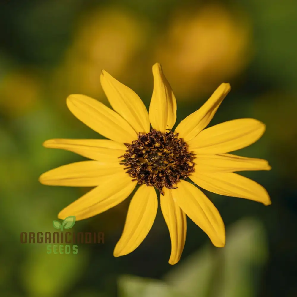 Miniature Sunflower - Desi Flower Seeds for Your Planting and Gardening Pleasure - Image 3