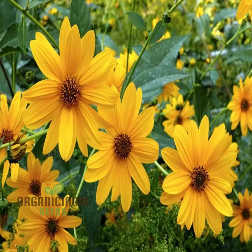 Miniature Sunflower - Desi Flower Seeds for Your Planting and Gardening Pleasure - Image 4