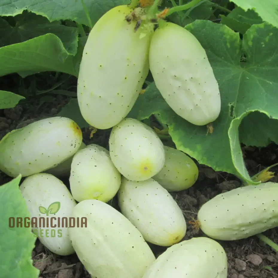 Miniature White Cucumber Seeds - Cultivate Petite and Refreshing Miniature White Cucumbers in Your Garden