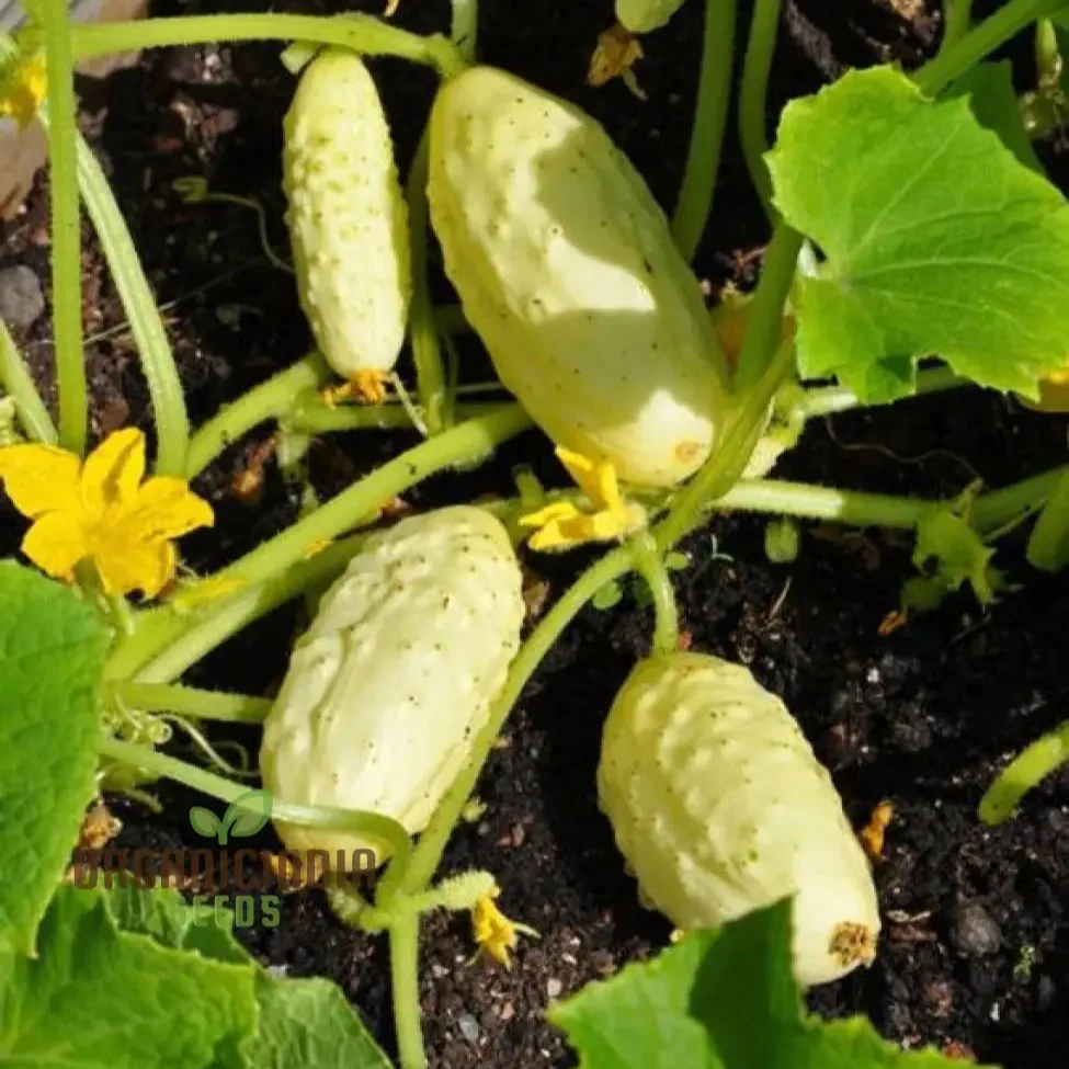 Miniature White Cucumber Seeds - Cultivate Petite and Refreshing Miniature White Cucumbers in Your Garden - Image 3