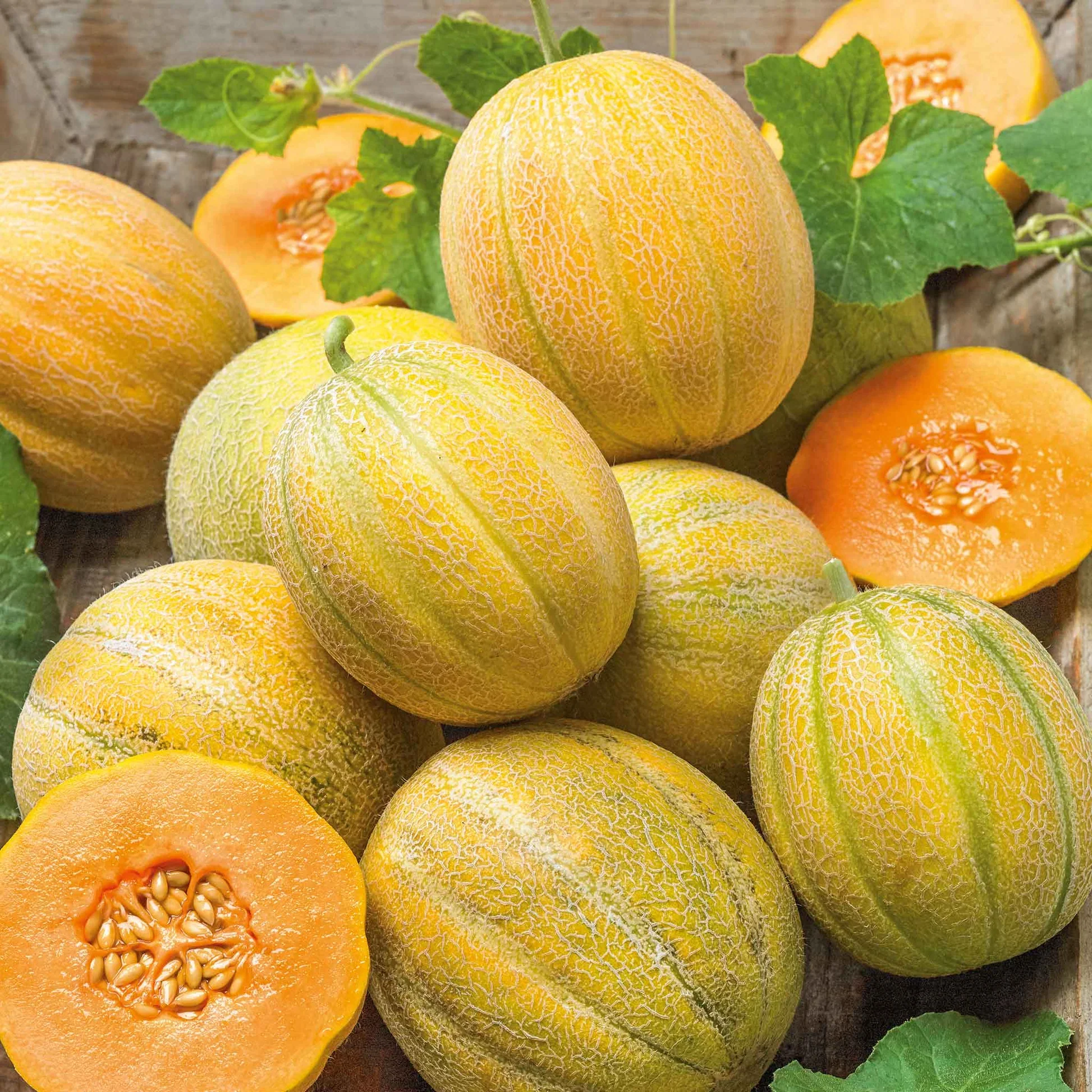 Minnesota Midget Cantaloupe Seeds