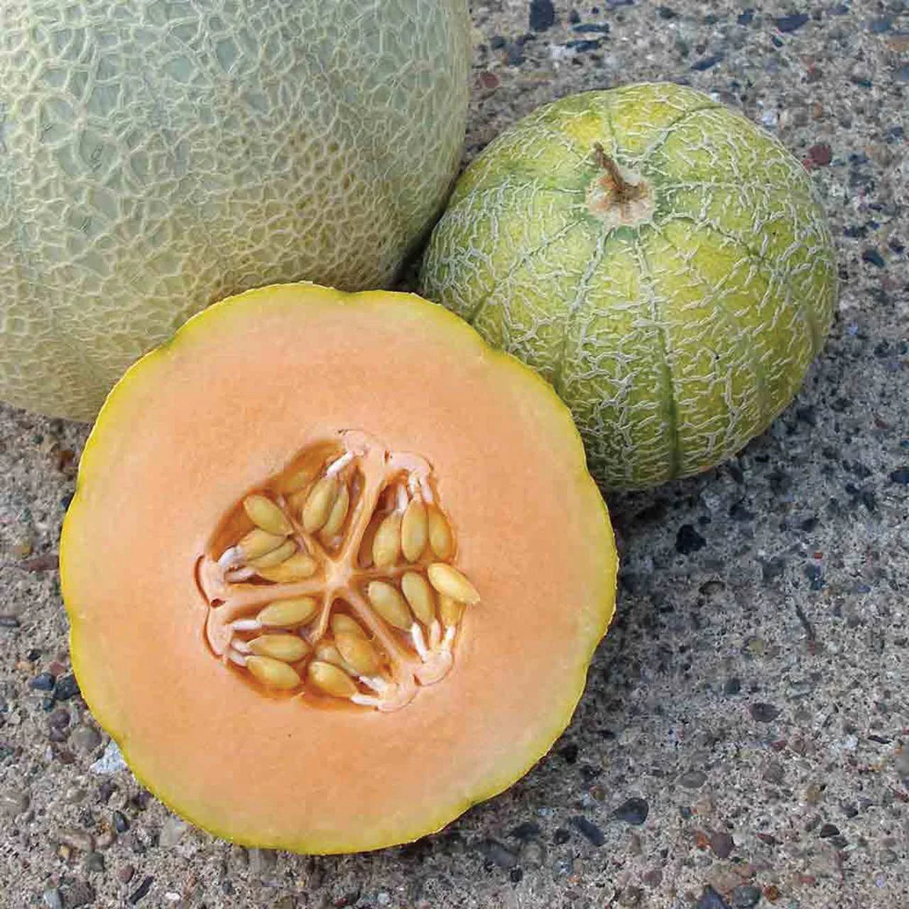 Minnesota Midget Cantaloupe Seeds - Image 3