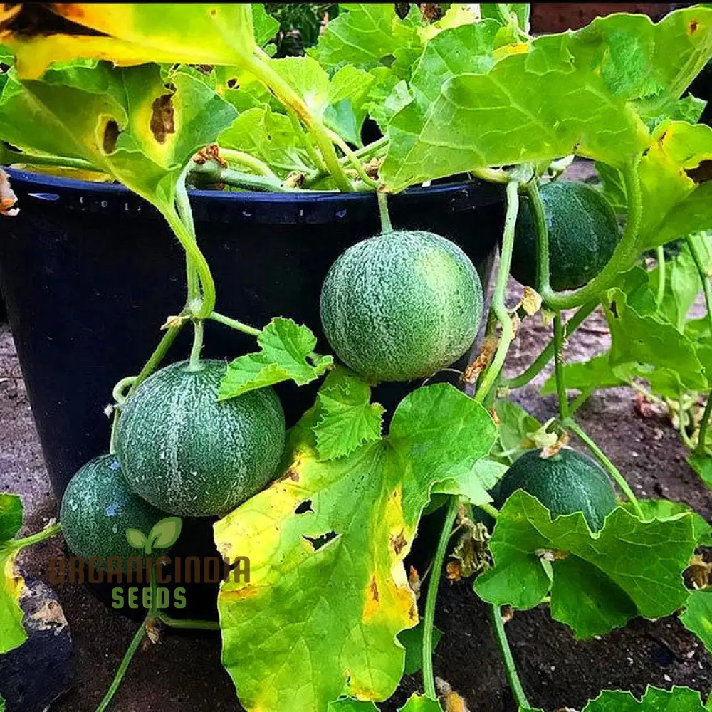 Minnesota Midget Cantaloupe Seeds - Image 5
