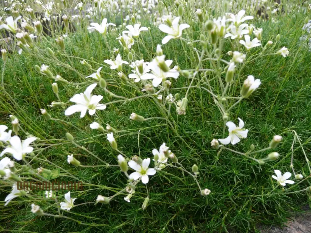 Minuartia Laricifolia Flower Seeds, Rare Beautiful Perennial Seeds for a Stunning Garden