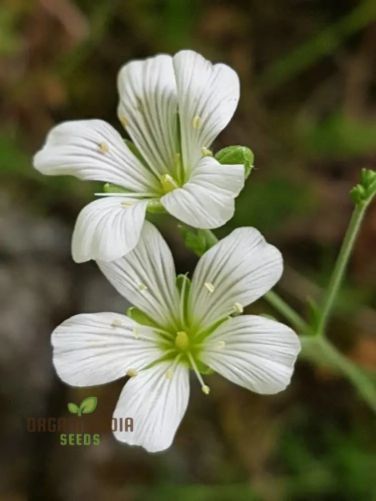 Minuartia Laricifolia Flower Seeds, Rare Beautiful Perennial Seeds for a Stunning Garden - Image 3