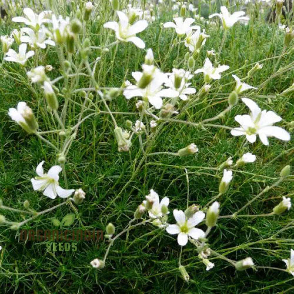 Minuartia Laricifolia Flower Seeds, Rare Beautiful Perennial Seeds for a Stunning Garden - Image 4
