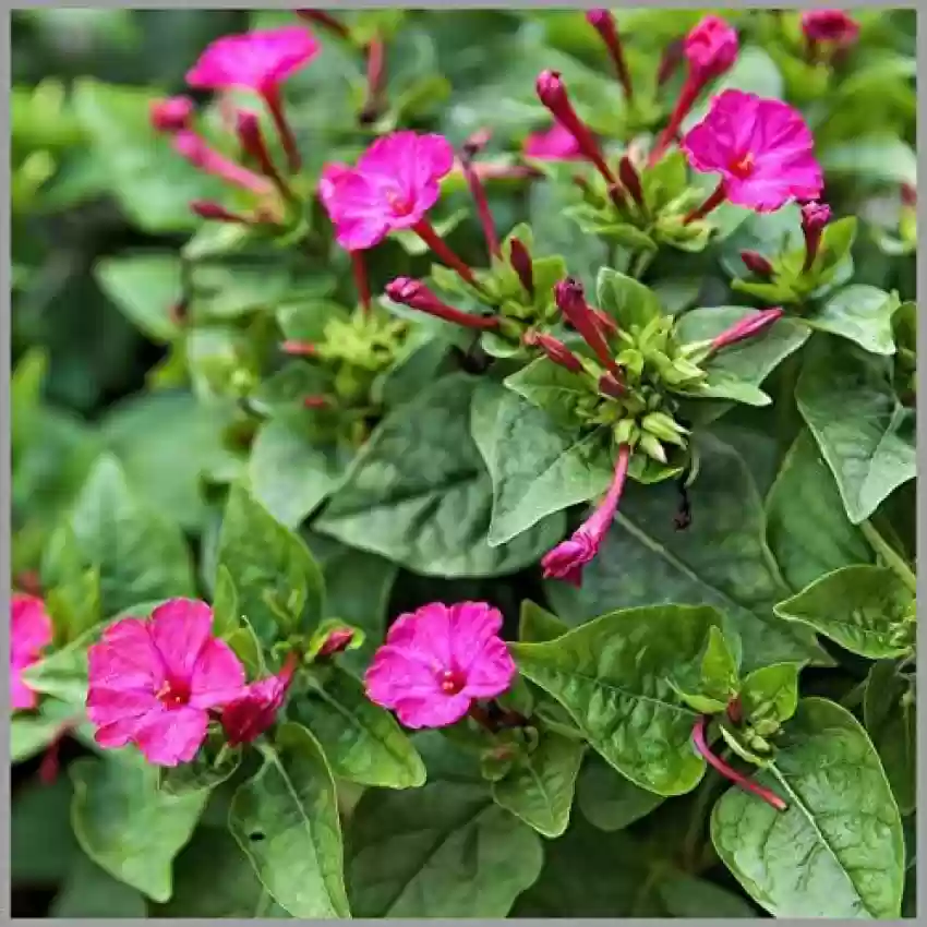 Mirabilis Four O'Clock Tea Time Mix Flower Seeds, Planting