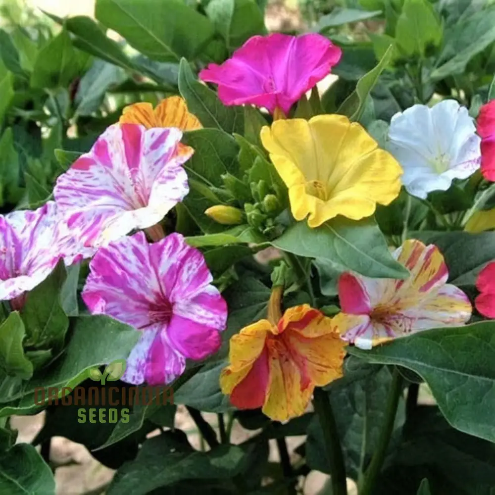 Mirabilis Mix Flower Seeds for Planting - Perfect for Gardening Enthusiasts - High-Quality Planting Seeds