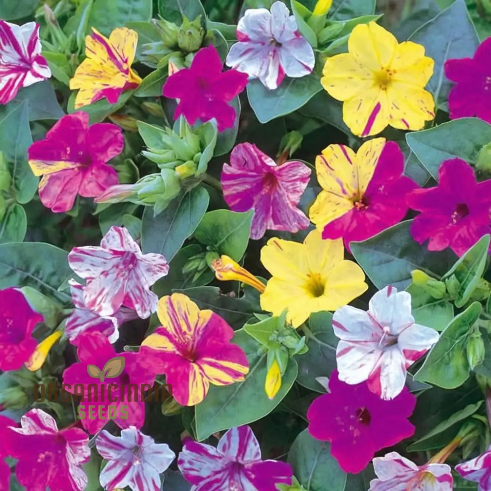 Mirabilis Mix Flower Seeds for Planting - Perfect for Gardening Enthusiasts - High-Quality Planting Seeds - Image 3