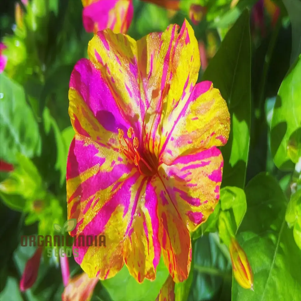 Mirabilis Mix Flower Seeds for Planting - Perfect for Gardening Enthusiasts - High-Quality Planting Seeds - Image 4