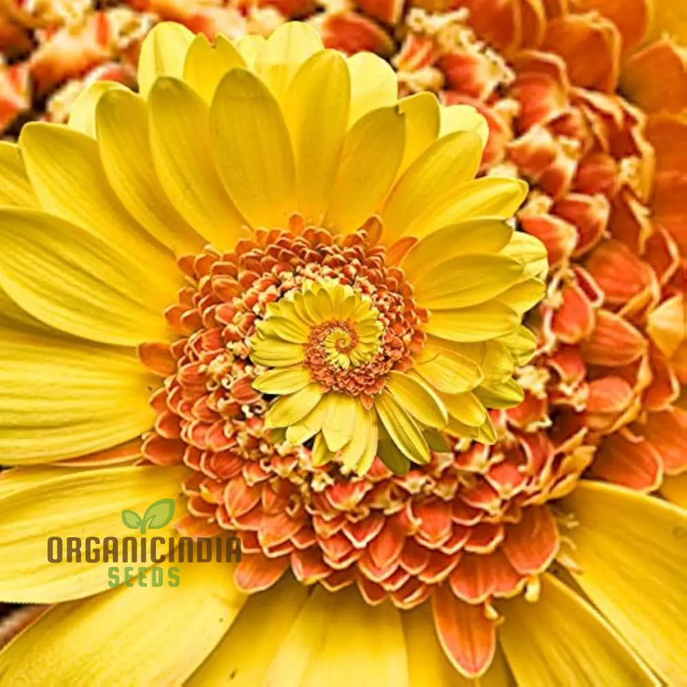 Miracle Daisy Seeds - Yellow and Orange, Premium Quality Flower Seeds for Planting, Organic Gardening Supplies