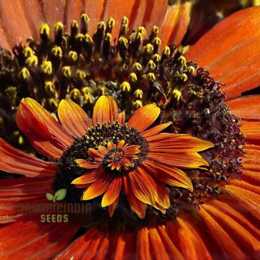 Miracle Daisy Seeds - Yellow and Orange, Premium Quality Flower Seeds for Planting, Organic Gardening Supplies - Image 4
