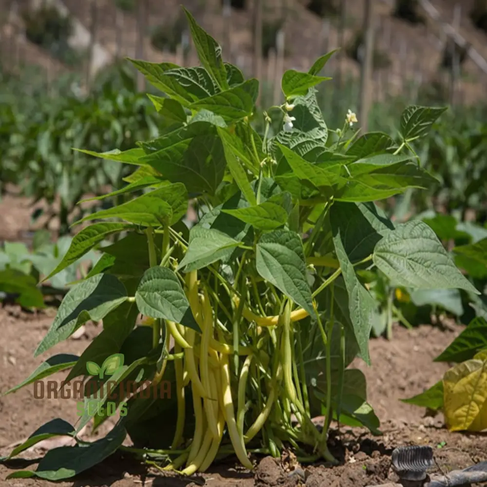 Missouri Wonder Pole Bean Seeds, Premium Pole Bean Vegetable Seeds For Planting