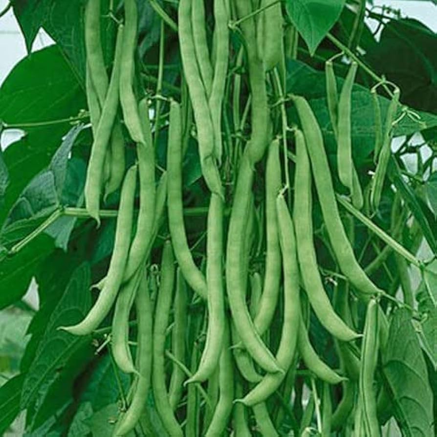 Missouri Wonder Pole Bean Seeds, Premium Pole Bean Vegetable Seeds For Planting - Image 3