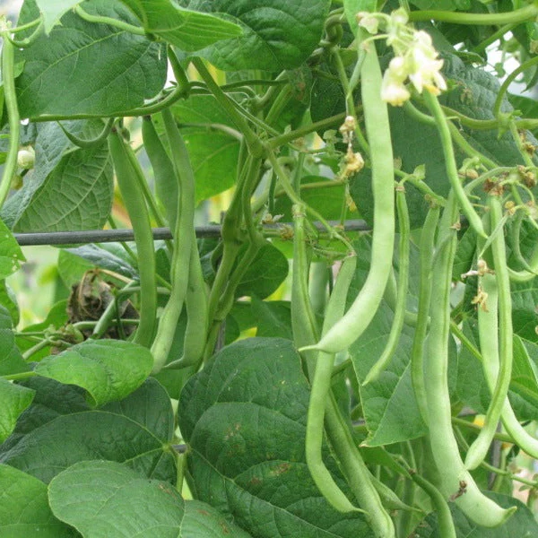 Missouri Wonder Pole Bean Seeds, Premium Pole Bean Vegetable Seeds For Planting - Image 5