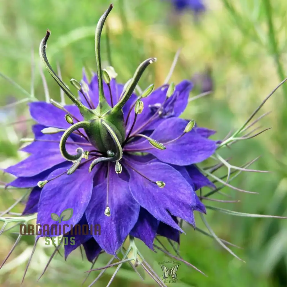 Mist Persian Flower Seeds For Planting, Exotic and Elegant Flower Seeds for a Beautiful Garden - Image 4