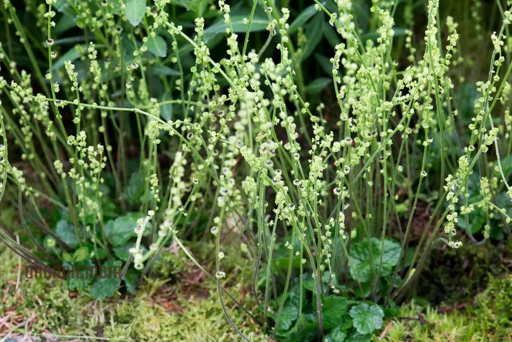Mitella Breweri Flower Seeds for Planting, Perfect for Gardening Enthusiasts, Premium Quality Seeds for Stunning