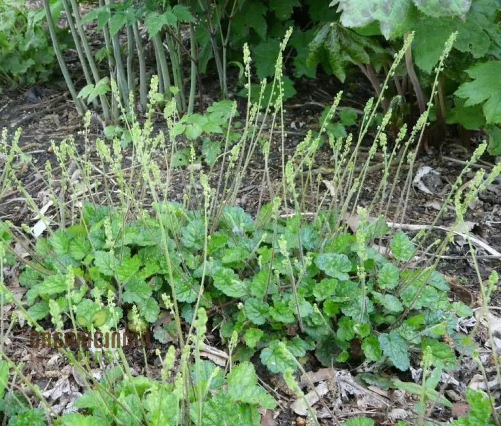 Mitella Breweri Flower Seeds for Planting, Perfect for Gardening Enthusiasts, Premium Quality Seeds for Stunning - Image 3