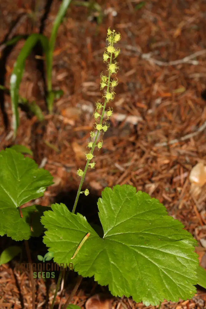 Mitella Breweri Flower Seeds for Planting, Perfect for Gardening Enthusiasts, Premium Quality Seeds for Stunning - Image 4