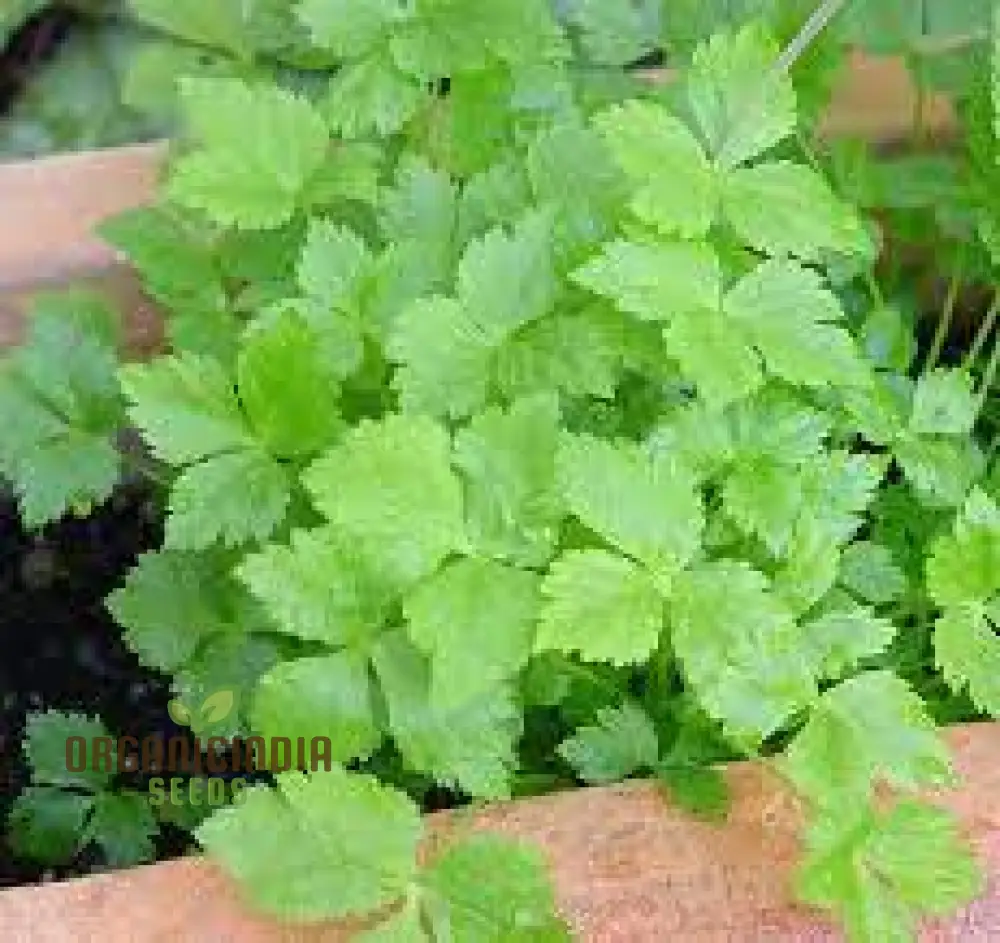 Mitsuba Seeds - Premium Quality Seeds for Planting Japanese Parsley in Your Garden