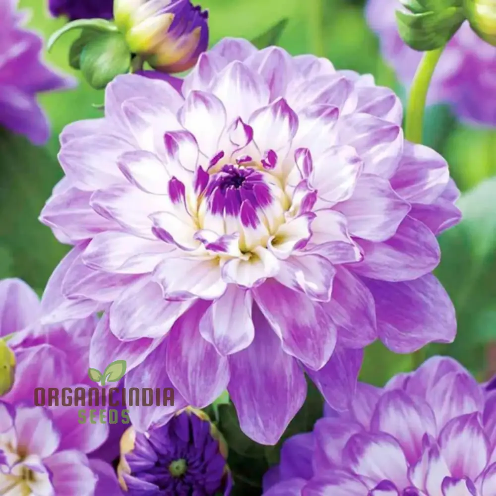 Mix Dahlia Pompon Flower Seeds Variabilis Beautiful Annual Outdoor - Image 3