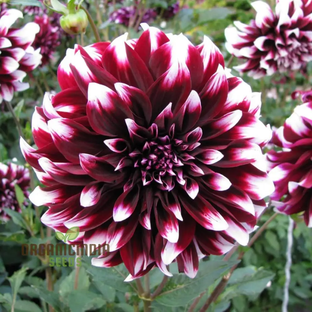 Mix Dahlia Pompon Flower Seeds Variabilis Beautiful Annual Outdoor - Image 4