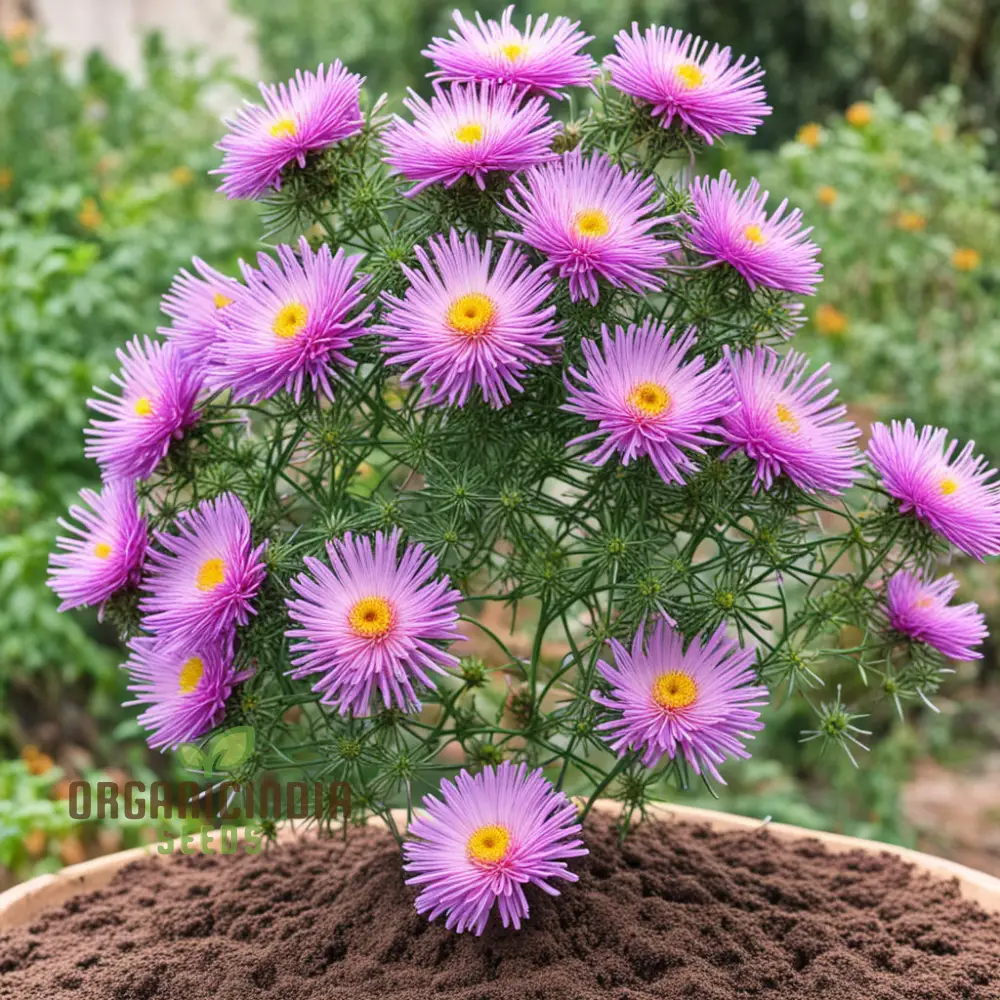 Mixed 4 Chinese Aster Flower Seeds, Colorful Garden Blooms, Easy-to-Growing Aster Flower Seeds