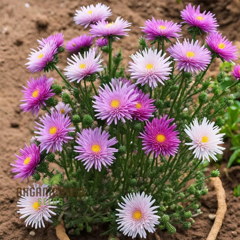 Mixed 4 Chinese Aster Flower Seeds, Colorful Garden Blooms, Easy-to-Growing Aster Flower Seeds - Image 3