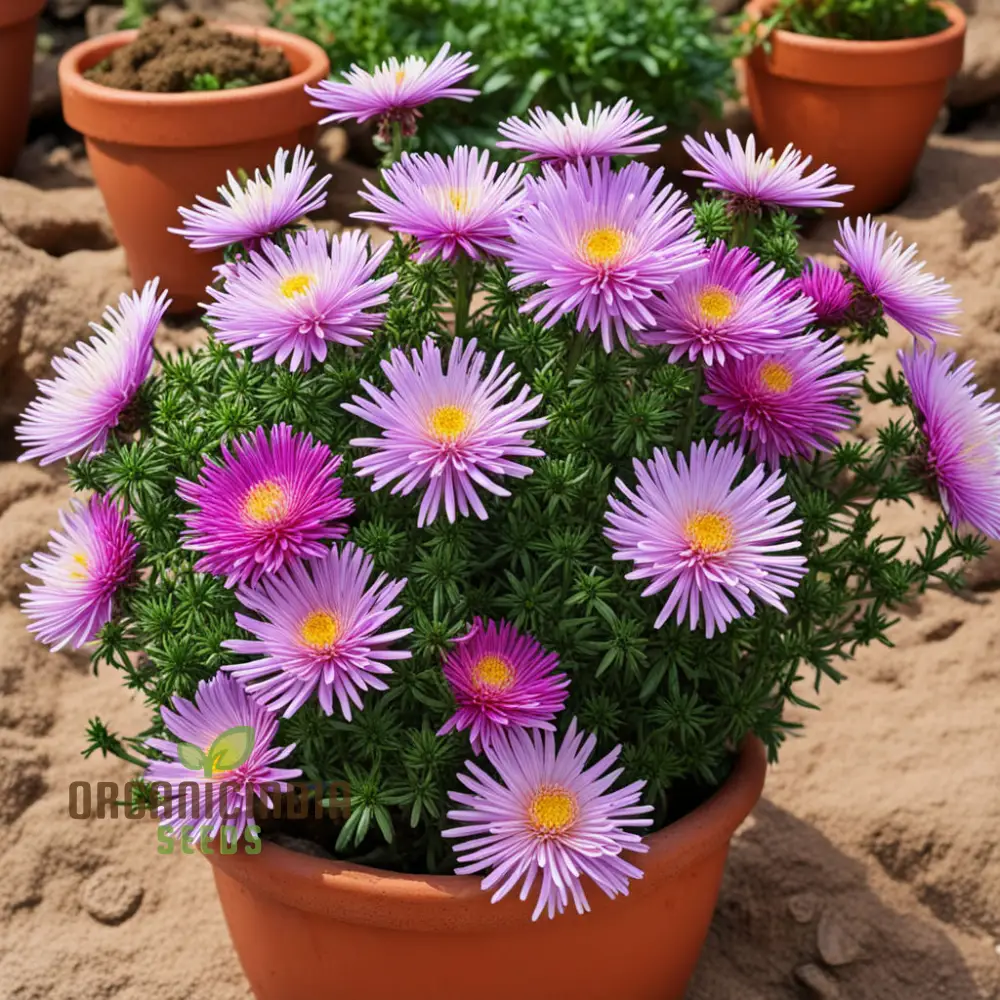 Mixed 4 Chinese Aster Flower Seeds, Colorful Garden Blooms, Easy-to-Growing Aster Flower Seeds - Image 4
