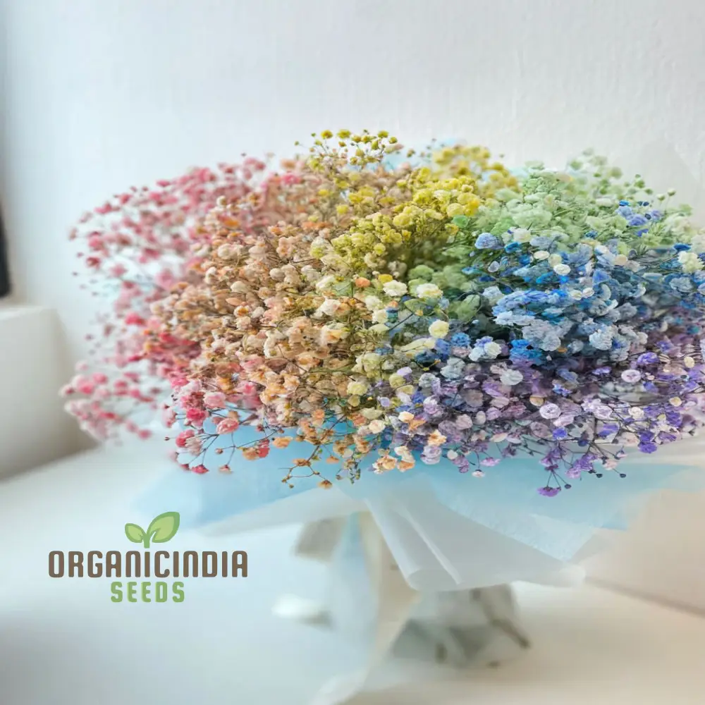 Mixed Baby's Breath Imported Flower Seeds , Elevate Your Gardening with an Abundance of Graceful, Ethereal Blooms!