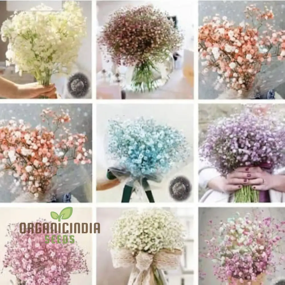 Mixed Baby's Breath Imported Flower Seeds , Elevate Your Gardening with an Abundance of Graceful, Ethereal Blooms! - Image 3