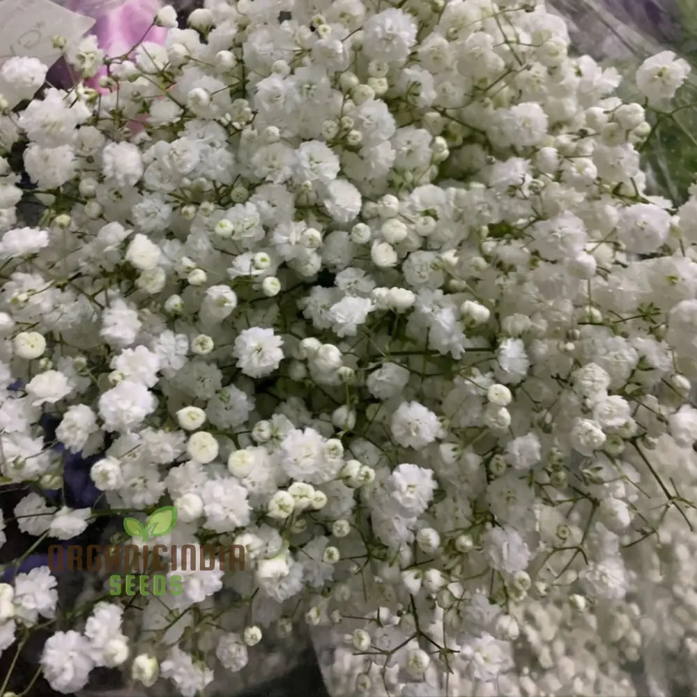 Mixed Baby's Breath Imported Flower Seeds , Elevate Your Gardening with an Abundance of Graceful, Ethereal Blooms! - Image 4
