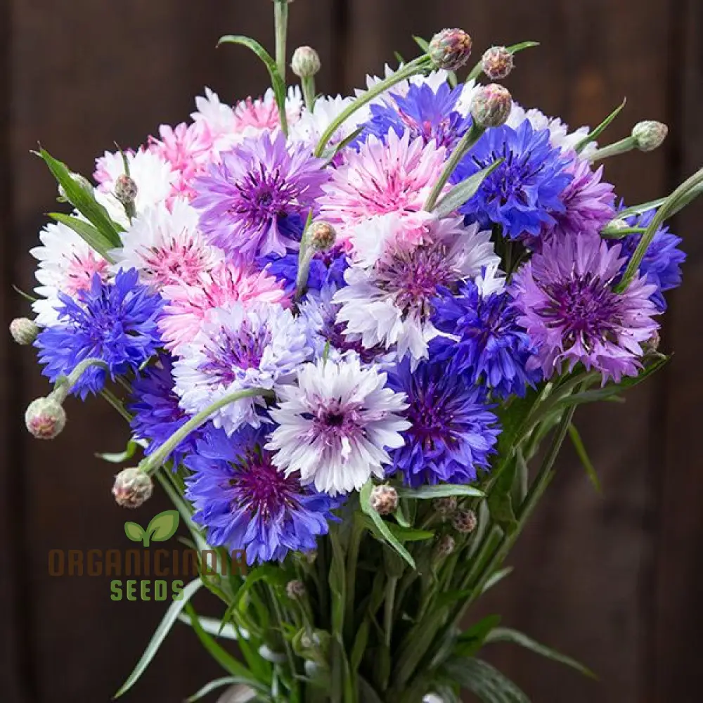 Mixed Bachelor's Buttons Flower Seeds, Enhancing Your Garden with Vibrant Variety and Expert Planting