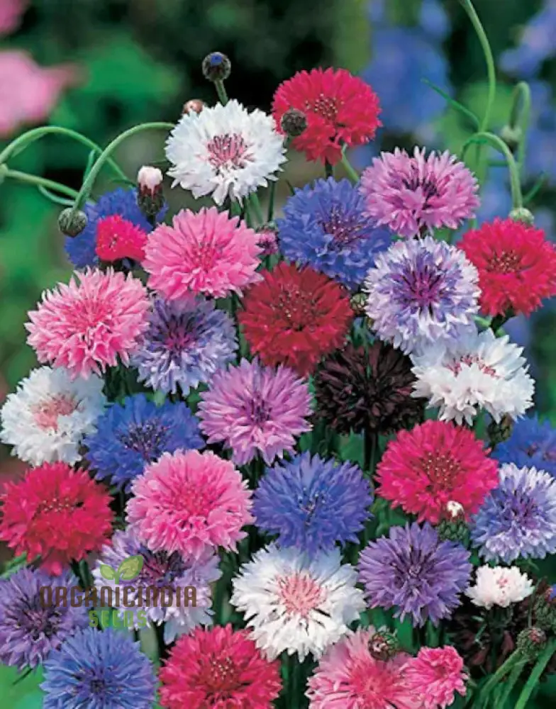 Mixed Bachelor's Buttons Flower Seeds, Enhancing Your Garden with Vibrant Variety and Expert Planting - Image 3