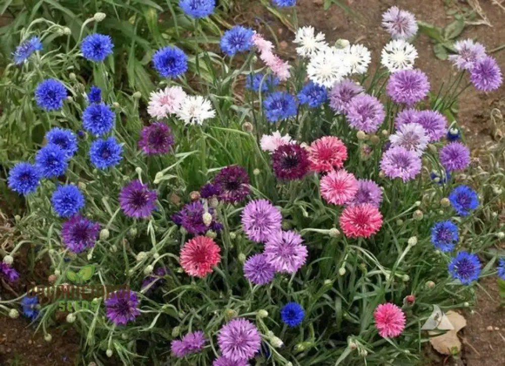 Mixed Bachelor's Buttons Flower Seeds, Enhancing Your Garden with Vibrant Variety and Expert Planting - Image 4