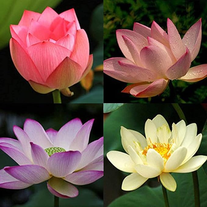 Mixed Bowl Lotus Seeds for Planting - Image 5