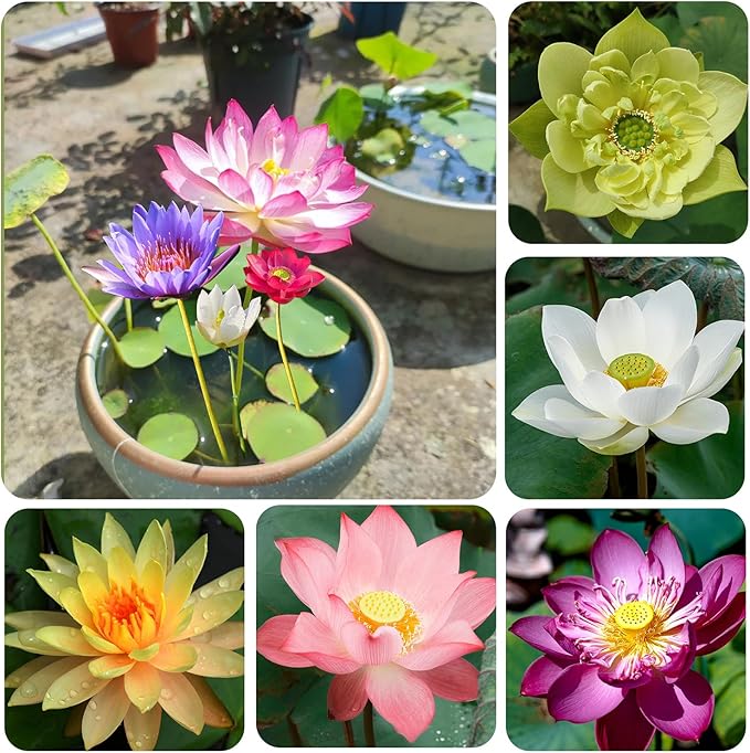 Mixed Bowl Lotus Seeds for Planting,Gardening Enthusiasts - Image 3