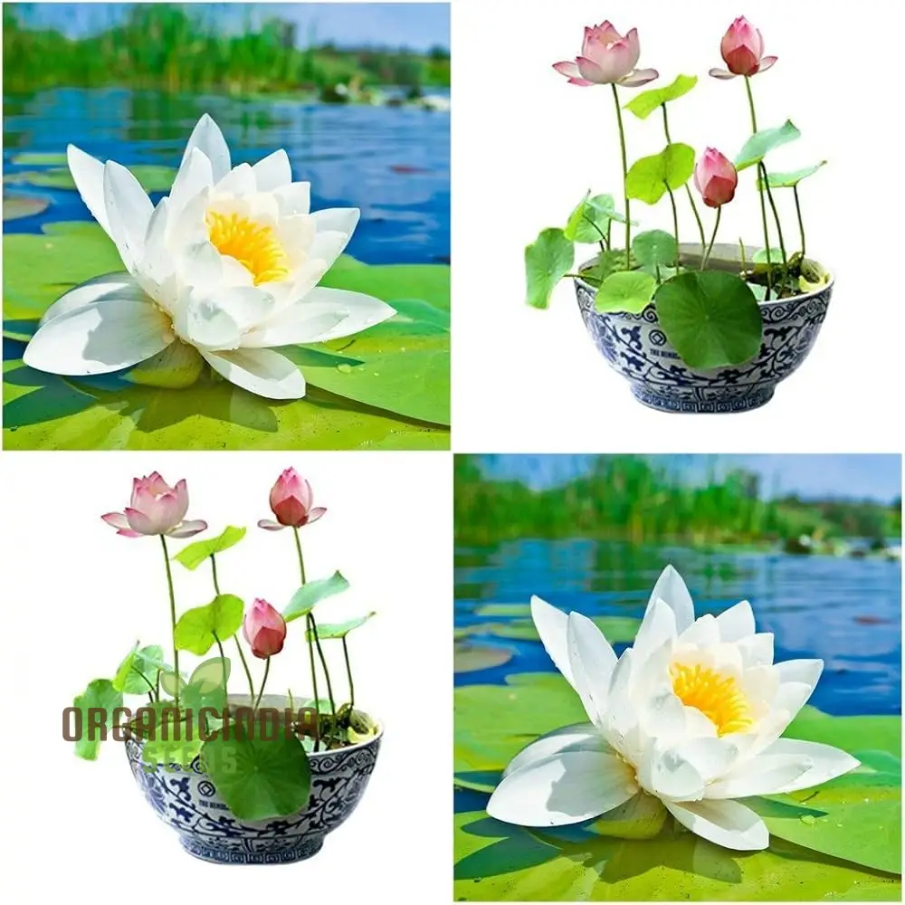 Mixed Bowl Lotus Seeds for Planting Perfect for Water Gardens - Image 3