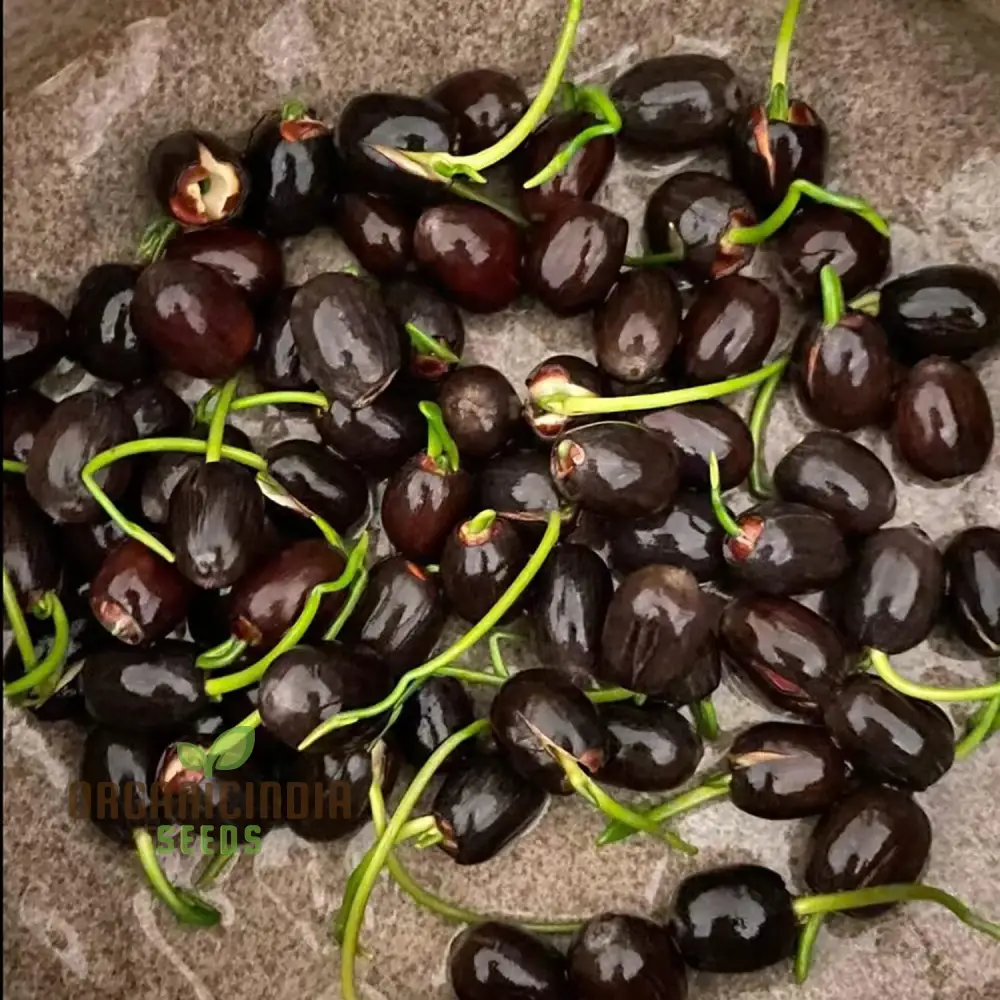 Mixed Bowl Lotus Seeds for Planting Perfect for Water Gardens - Image 4